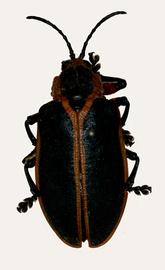   Mecistomela  habitus. 